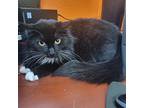 Stevie, Domestic Shorthair For Adoption In Orangeburg, South Carolina