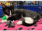 Mia, American Shorthair For Adoption In Lakeland, Florida