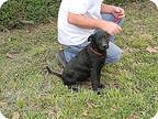 Mario, Labrador Retriever For Adoption In Walker, Louisiana