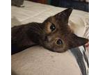 Toro Domestic Shorthair Kitten Male