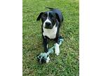 Mommy, Labrador Retriever For Adoption In Walker, Louisiana