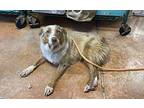 Meadow Australian Shepherd Adult Female