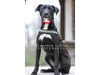 Iris, Labrador Retriever For Adoption In Macon, Georgia