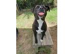 Petunia, Labrador Retriever For Adoption In Orangeburg, South Carolina