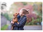 Choco, Dachshund For Adoption In Kingston, Washington