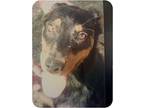 Abigail, Doberman Pinscher For Adoption In Walker, Louisiana