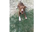 Hershey, Labrador Retriever For Adoption In Walker, Louisiana