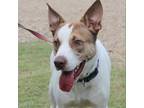 Sport, Bull Terrier For Adoption In Walker, Louisiana