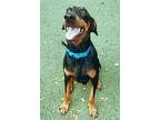 Caliban 'cali' 3267, Doberman Pinscher For Adoption In Oakland Park, Florida