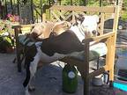 Diamond Ii - Adopt Me!, American Staffordshire Terrier For Adoption In Lake