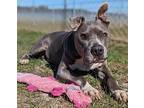Flint, American Staffordshire Terrier For Adoption In Ocala, Florida