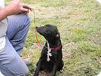 Dolly, Labrador Retriever For Adoption In Walker, Louisiana
