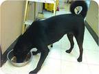 Drake Aka Little Man, Labrador Retriever For Adoption In Walker, Louisiana
