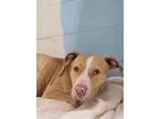 Archer, Labrador Retriever For Adoption In Orangeburg, South Carolina