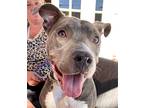 Bridget Bones - Foster Or Adopt Me!, American Staffordshire Terrier For Adoption
