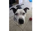 Belle, American Pit Bull Terrier For Adoption In Chandler, Arizona