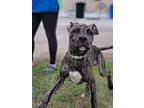 Theo, Labrador Retriever For Adoption In Orangeburg, South Carolina