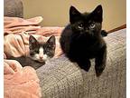 (bv) Dean Domestic Shorthair Kitten Male