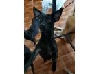 Eddie, Dachshund For Adoption In Huntington, New York
