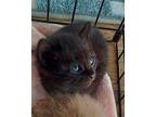 (bo) Shadey (Pending) Domestic Shorthair Kitten Male