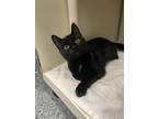 Valentine, Domestic Shorthair For Adoption In Penn Yan, New York