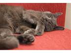 Graphene (bonded W/clown Pants Iii), Russian Blue For Adoption In Mountain View