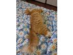Freddie, Maine Coon For Adoption In Modesto, California