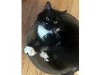 Michael Angelo - SUPER sweet! Persian Adult Male
