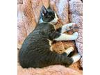 (bv) Belle Domestic Shorthair Kitten Female