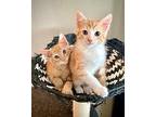 (bn) Guff Domestic Shorthair Kitten Male