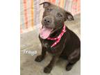 Adopt Freya a Pit Bull Terrier