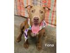 Adopt Fiona a Pit Bull Terrier
