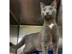 Adopt Fruit Basket a Domestic Short Hair
