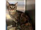 Adopt Arcee a Domestic Short Hair