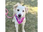 Adopt Ilah a Retriever