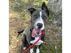 Adopt Sherbert a Pit Bull Terrier