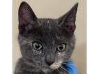 Adopt Sprinkles a Domestic Short Hair, Siamese