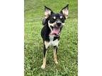 Adopt Nova a Australian Kelpie