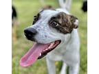 Adopt May a Terrier, Mixed Breed