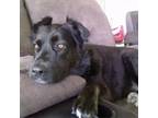 Adopt Saucy a Labrador Retriever, Mixed Breed