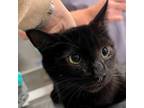 Adopt Mongoose a Domestic Short Hair