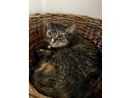 Adopt Calamity / Trouble a Domestic Short Hair
