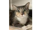 Adopt Patches a Domestic Short Hair