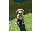 Adopt Trinity a Shepherd, Pit Bull Terrier
