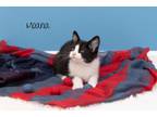 Adopt Moana a Domestic Short Hair