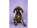 Adopt Radiant a Rhodesian Ridgeback, Mixed Breed