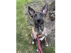 Adopt Joy a Rhodesian Ridgeback, Mixed Breed