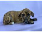 Adopt Merry a Rhodesian Ridgeback, Mixed Breed