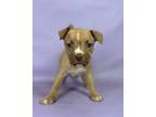 Adopt Ganache a Manchester Terrier, Mixed Breed
