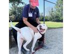 Adopt Arwen a Boxer